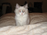 Highlight for Album: Animals